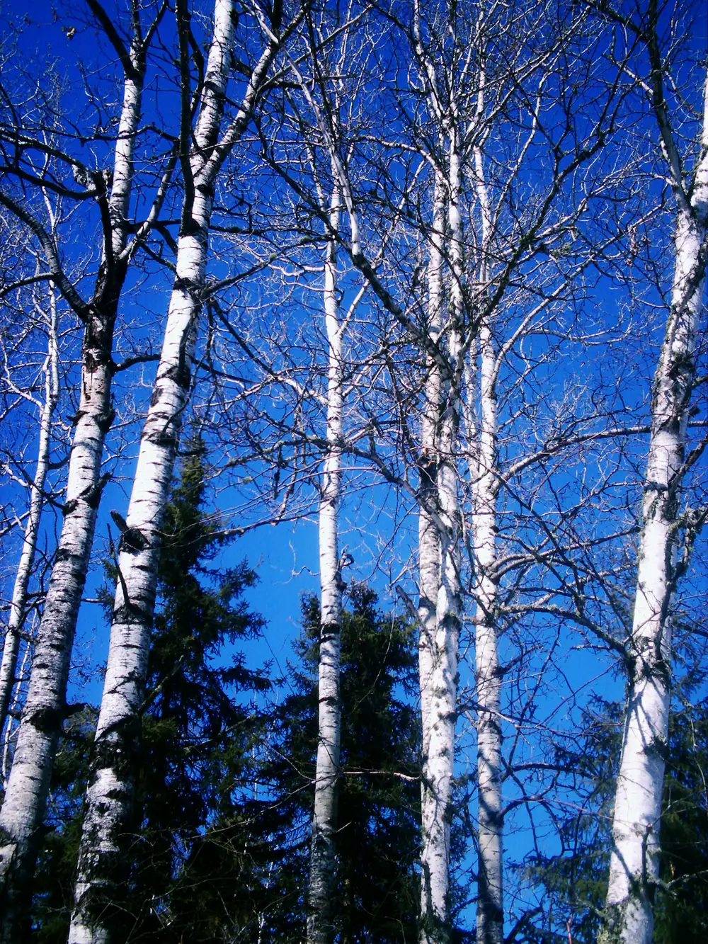 White birch trees reaching into a clear blue sky in the north woods